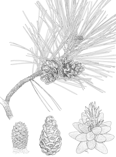 Pinus nigra nigra